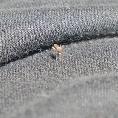 Aedes camptorhynchus