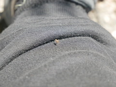 Aedes camptorhynchus