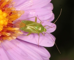 Lygocoris pabulinus