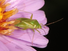 Lygocoris pabulinus