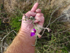 Polygala pubiflora