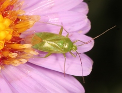 Lygocoris pabulinus