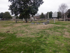 Magnolia grandiflora