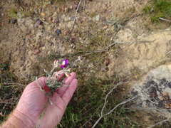 Polygala pubiflora