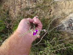 Polygala pubiflora