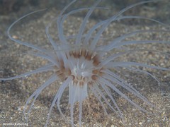 Isarachnanthus maderensis