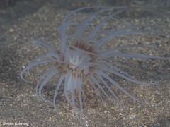 Isarachnanthus maderensis