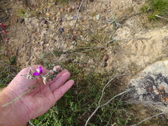 Polygala pubiflora