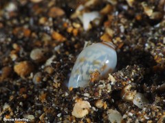 Gibberula secreta