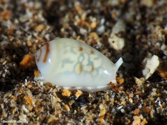 Gibberula secreta