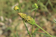 Bidens leptocephala