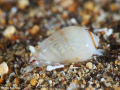 Gibberula secreta