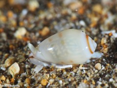 Gibberula secreta