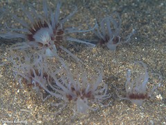 Isarachnanthus maderensis