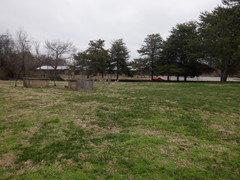 Juniperus virginiana