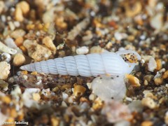 Turbonilla lactea
