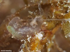 Vallicula multiformis