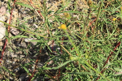 Bidens leptocephala