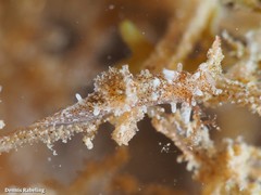 Okenia polycerelloides