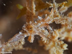 Okenia polycerelloides