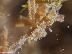 Okenia polycerelloides