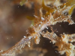 Okenia polycerelloides