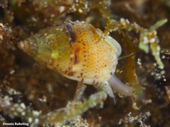 Tritia cuvierii