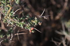 Ruschia spinosa