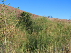 Botaurus lentiginosus