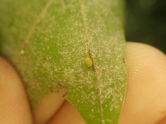 Zopheroteras hubbardi