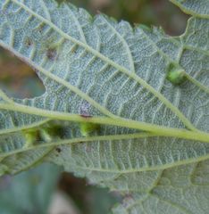 Dasineura ulmaria