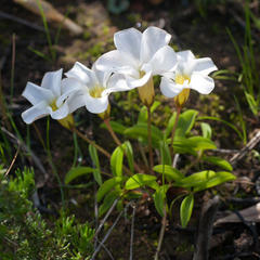Oxalis minuta