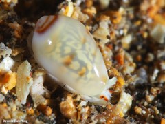 Gibberula secreta