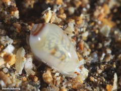 Gibberula secreta