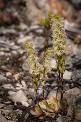 Holothrix schlechteriana