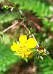 Potentilla luteosericea