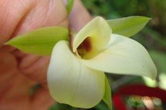 Eulophia parvilabris