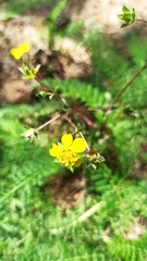 Potentilla luteosericea