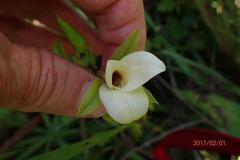 Eulophia parvilabris