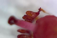 Erica brevifolia