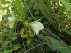 Eulophia parvilabris