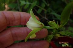 Eulophia parvilabris