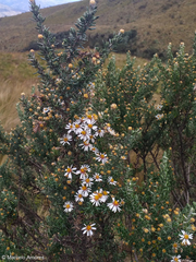 Diplostephium ericoides