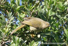 Andropadus importunus