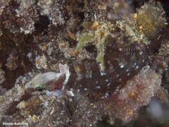 Labrisomus nuchipinnis