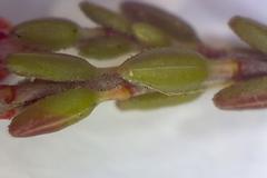 Erica brevifolia