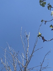 Aves
