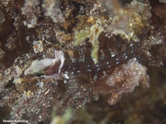 Labrisomus nuchipinnis