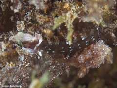 Labrisomus nuchipinnis