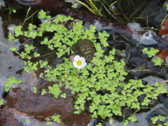Ranunculus penicillatus